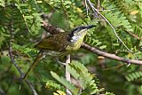 Varied Honeyeaterborder=